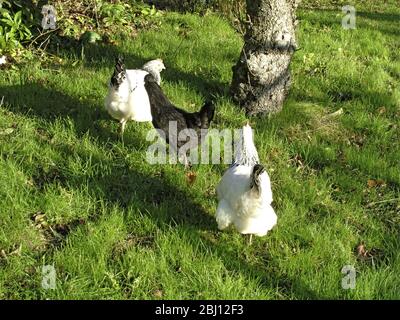 Hühner laufen frei im Garten - Stockfoto