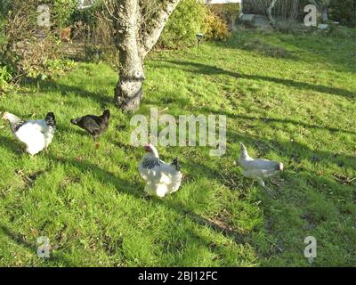 Hühner laufen frei im Garten - Stockfoto