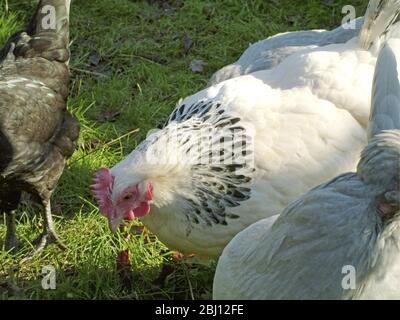 Hühner laufen frei im Garten - Stockfoto