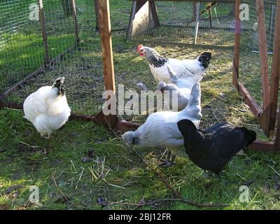 Hühner laufen frei im Garten - Stockfoto