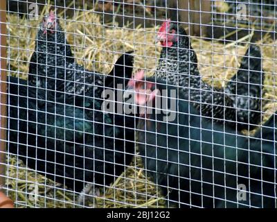 Hühner laufen frei im Garten - Stockfoto