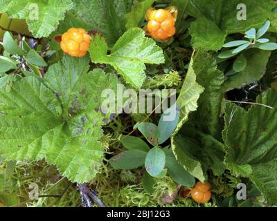 Die Moltebeere, Rubus chamaemorus L., Rosaceae, ist eine kleine krautige Bramble, die in den Torfmooren der nördlichen Hemisphäre verbreitet ist. Die Beere hat eine starke m Stockfoto