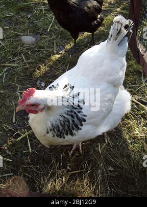 Hühner laufen frei im Garten - Stockfoto