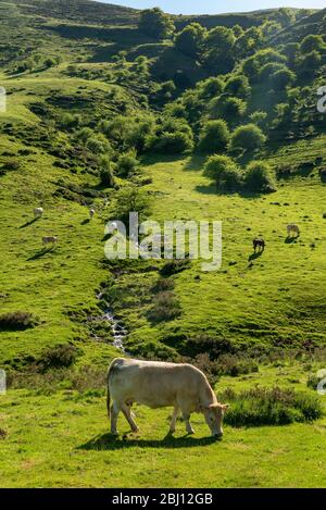 Kühe weiden in den Bergen, Erro Tal, Navarra, Spanien Stockfoto