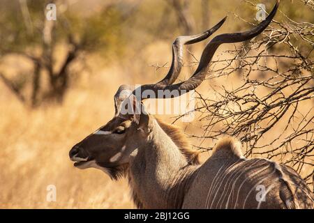 Männlicher großer Kudu (Tragelaphus strepsiceros). Krüger National Park. Südafrika Stockfoto