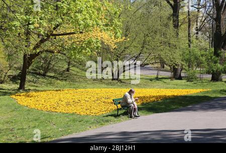 Krakau. Krakau. Polen. Coronavirus-Pandemie. Maskierter älterer Mann, der allein auf der Parkbank sitzt und SMS auf dem Smartphone schreibt. Stockfoto