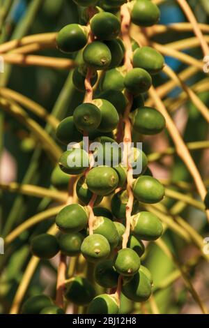 Datteln aus nächster Nähe auf einem Baum im Nahen Osten - Vereinigte Arabische Emirate oder Saudi-Arabien (Porträt). Stockfoto