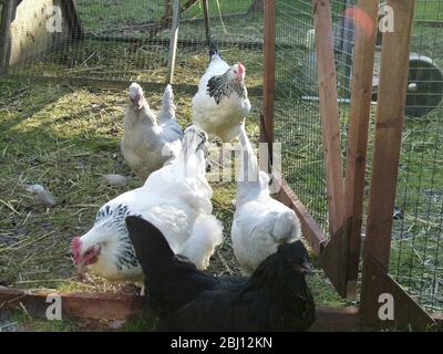 Hühner laufen frei im Garten - Stockfoto