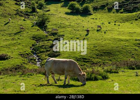 Kühe weiden in den Bergen, Erro Tal, Navarra, Spanien Stockfoto