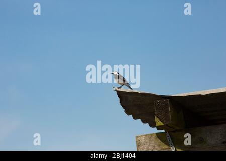 Eine Ried-Bachstelze, Motacilla alba, thront im Frühling auf einem Bauernhof. North Dorset England GB Stockfoto