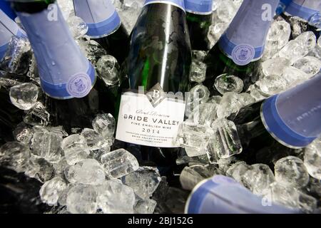 Champagnerflaschen im Eiseimer, Bride Valley englischer Champagner Stockfoto