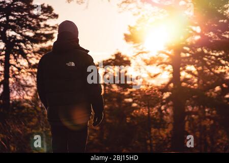 Früher Sonnenaufgang im Wald Stockfoto