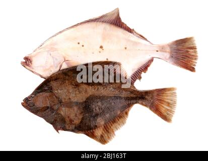 Frische Fische isoliert auf weißem Stockfoto