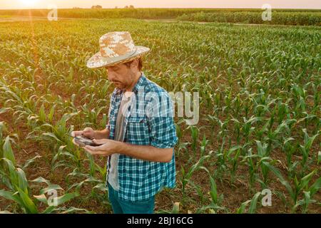 Bauer flying drone in kultivierten sorghum Feld über die Ernten in seinem verschwitzten Shirt suchen Stockfoto