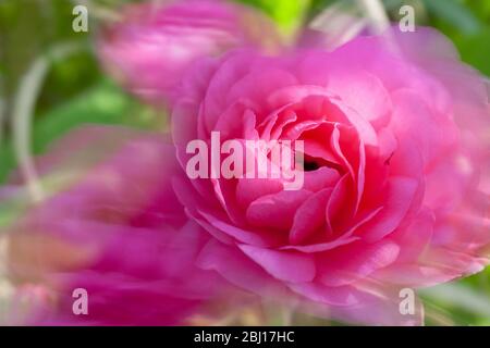 Eine rosa Ranunculus Blume im Fokus im Vordergrund mit Bewegungsunschärfe der Blume im Wind im Hintergrund. Stockfoto