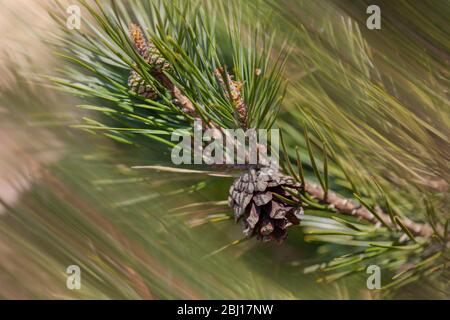 Ein schottenkiefer-Zweig mit Kiefernkegel im Fokus im Vordergrund mit Bewegungsunschärfe der Zweige, die sich im Wind im Hintergrund bewegen. Stockfoto