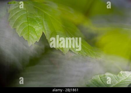 Die frischen grünen Blätter eines Platanenbaums im Frühjahr im Vordergrund fokussieren mit Bewegungsunschärfe des Windes in den Bäumen dahinter. Stockfoto