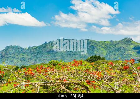 Delonix regia Baum, eine Art blühende Pflanze in der Bohnenfamilie; mit dem schlafenden Riesenberg im Hintergrund. Stockfoto