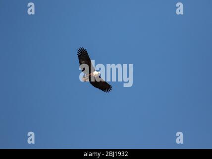 Afrikanischer Fischadler (Haliaeetus Vocifer). Kruger Nationalpark, Südafrika Stockfoto