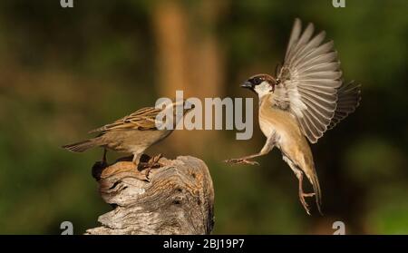 Interaktion mit Gartenvögeln Stockfoto