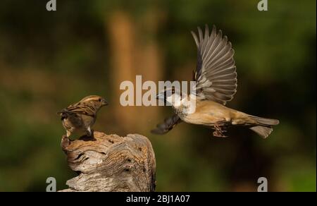 Interaktion mit Gartenvögeln Stockfoto