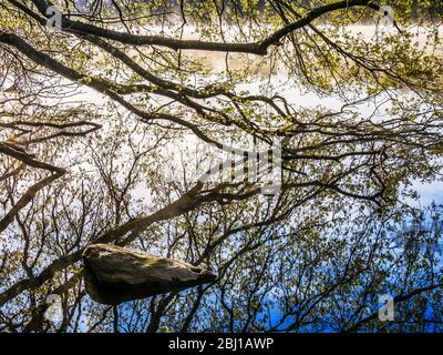 Der Zweig eines Baumes und seine Reflexion im stillen Wasser eines Sees. Stockfoto