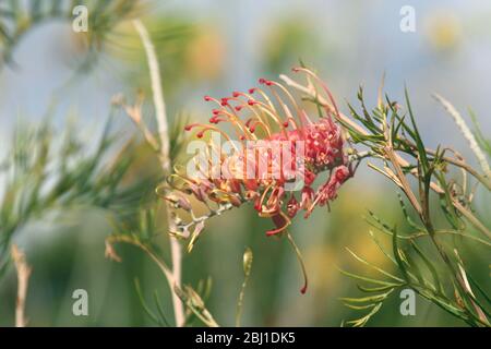 Roter Blumenkopf Von Grevillea Stockfoto