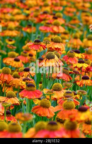 Nahaufnahme der Blütenköpfe der Helenium 'Sahins Early Flowerer' Sorte Stockfoto