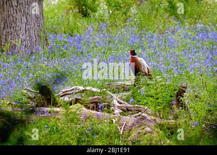 Ein männlicher Rotkiefer, Phasianus colchicus, auf einem Holzstamm in einem Wald zwischen Blaubellen und Farnen, Surrey Hills England UK Stockfoto