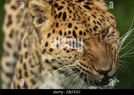 Amurleopard in Gefangenschaft Stockfoto