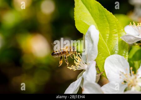 Eine Honigbiene, APIs mellifera, im Flug, die im Frühjahr Nektar und Pollen aus den Staubgefäßen der weißen Apfelblüte sammelt, Surrey, Südostengland Stockfoto