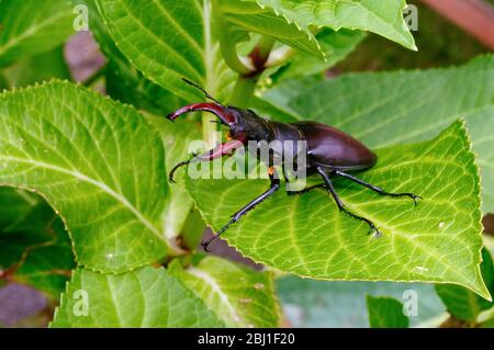 Nahaufnahme eines männlichen Hirschkäfer, lucanus cercus auf grünem Laub sitzend Stockfoto