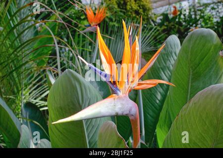 Die Blume der Paradiesvogel-Pflanze, strelitzia reginae, in voller Blüte Stockfoto