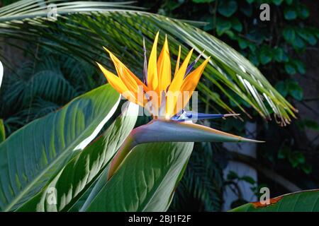 Die Blume der Paradiesvogel-Pflanze, strelitzia reginae, in voller Blüte Stockfoto