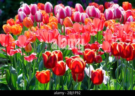 Nahaufnahme von roten und lila Blütenköpfen von Tulpen an einem hellen sonnigen Frühlingstag Stockfoto