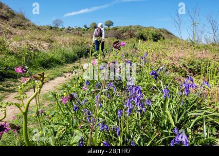 Blaubellen wachsen in der Landschaft entlang Coastal Fußweg mit einem Wanderer zu Fuß im Frühling entfernt. Benllech, Isle of Anglesey, Nord Wales, Großbritannien Stockfoto