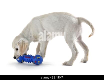 Niedlicher Labrador Hund mit Gummispielzeug isoliert auf weiß Stockfoto