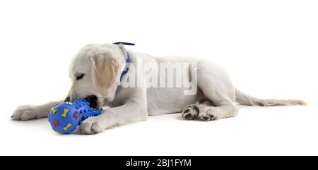 Niedlicher Labrador Hund mit Gummispielzeug isoliert auf weiß Stockfoto