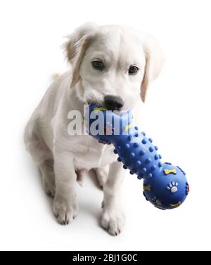 Niedlicher Labrador Hund mit Gummispielzeug isoliert auf weiß Stockfoto