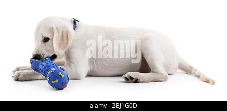 Niedlicher Labrador Hund mit Gummispielzeug isoliert auf weiß Stockfoto