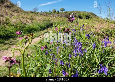 Blaubellen wachsen in der Landschaft entlang Coastal Wanderweg mit einem Wanderer Wandern im Frühling. Benllech, Isle of Anglesey, Nord Wales, Großbritannien Stockfoto