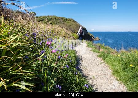 Blaubellen wachsen entlang des Coastal-Fußwegs mit einem Wanderer, der im Frühling weggeht. Benllech, Isle of Anglesey, Nord Wales, Großbritannien Stockfoto