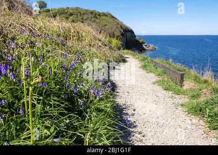 Blaubellen wachsen im Frühling entlang des Wanderweges an der Welsh Coastal. Benllech, Isle of Anglesey, Nord Wales, Großbritannien Stockfoto