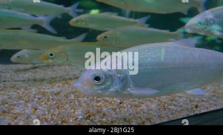 Schwarm silberner Fische, die im riesigen Aquarium schwimmen. Entertainment Konzept Stockfoto