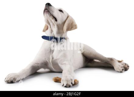 Niedlicher Labrador Hund auf grauem Hintergrund Stockfoto