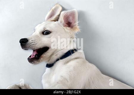 Verspielter Labrador Hund auf grauem Hintergrund Stockfoto