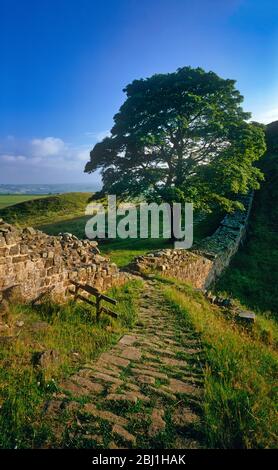 Ein Tagesblick im Sommer von Sycamore Gap am Hadrian's Wall, Northumberland National Park, England, Großbritannien Stockfoto