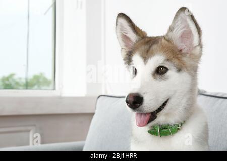 Niedlichen Alaskan Malamute Welpen, Nahaufnahme Stockfoto