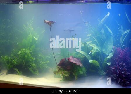 Wolkiges Wasser im neu gestarteten Aquarium Stockfoto