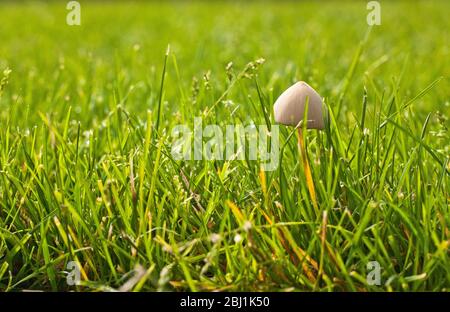 Einzelner Pilz in einem Grasfeld. Stockfoto